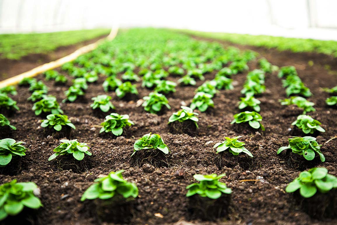 Sprout & Grow crop field full of plants