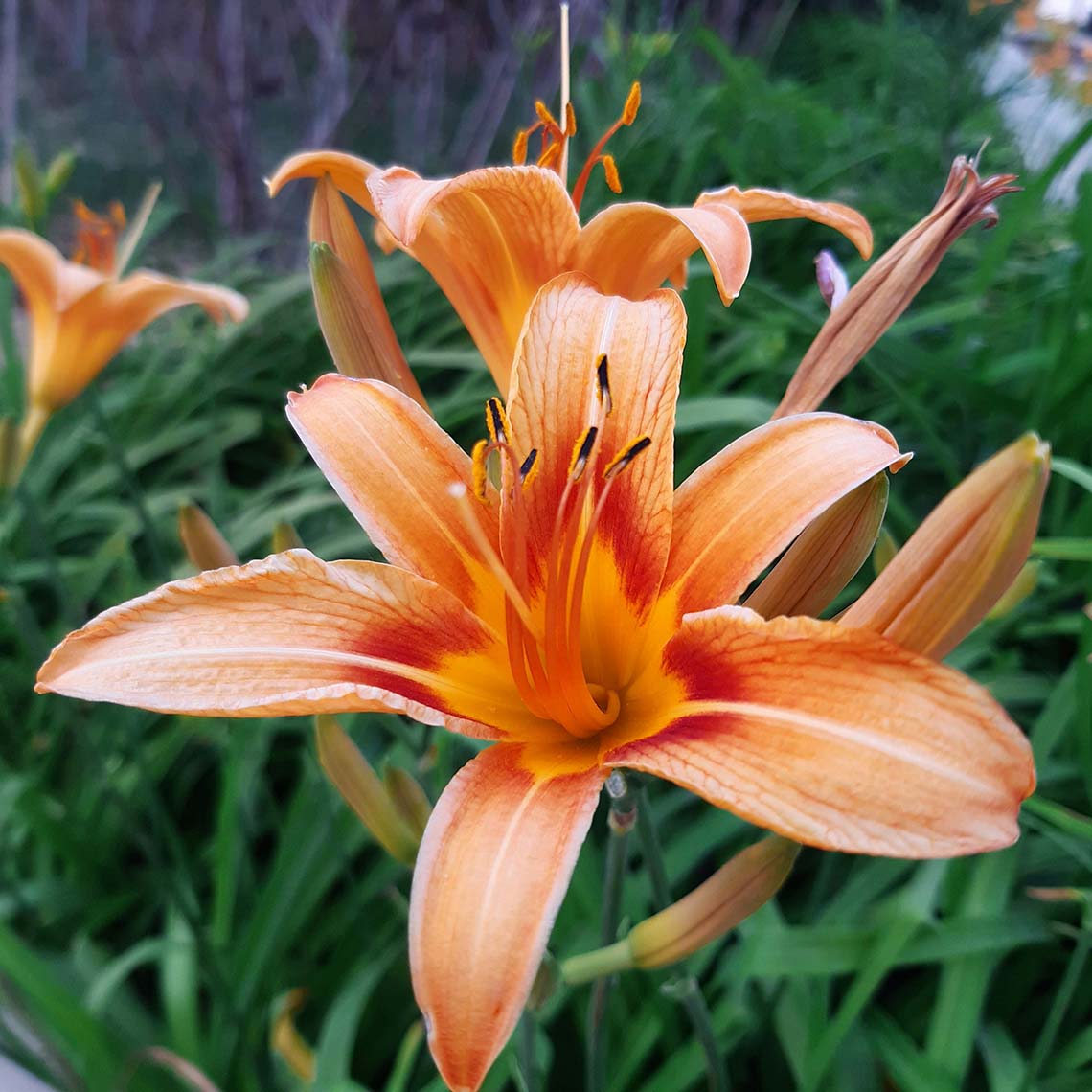 Close up of a vibrant flower