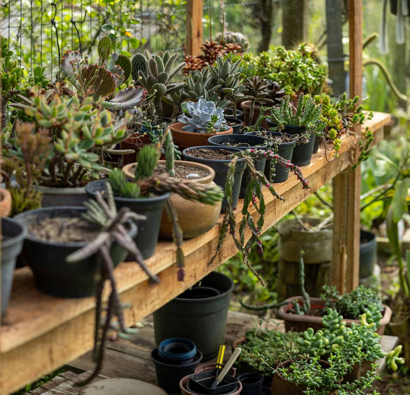 Shelf displaying various houseplants