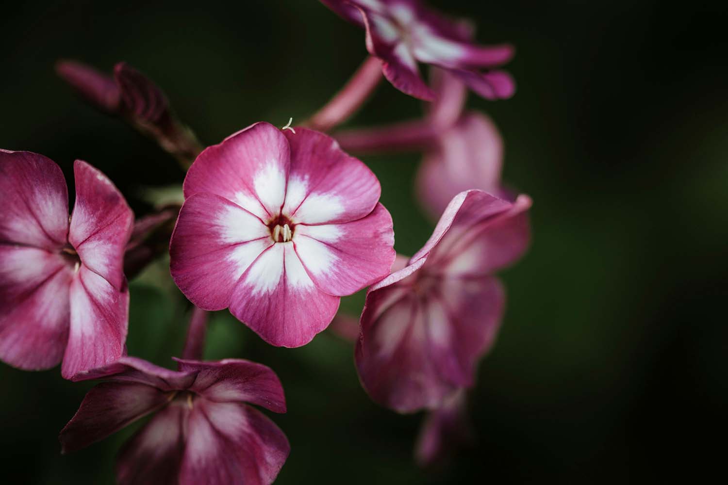 Close up of a vibrant flower